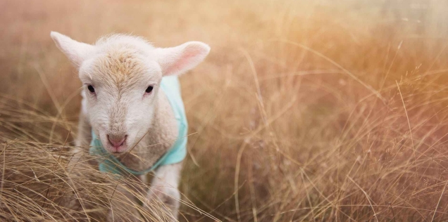 adorable agriculture animal animal photography